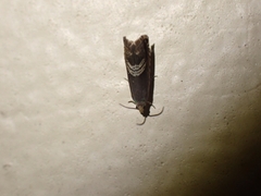 Grapholita interstinctana