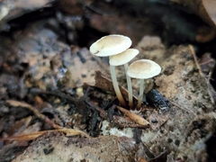 Marasmius delectans