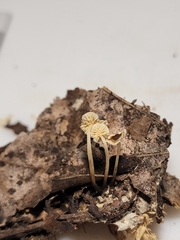 Marasmius delectans