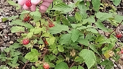 Rubus deliciosus
