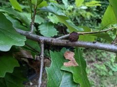 Disholcaspis quercusmamma