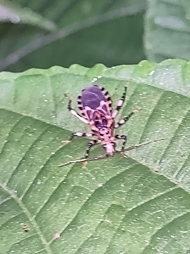 Pothea jaguaris
