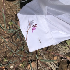 Desmodium arizonicum