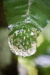 Teratohyla pulverata