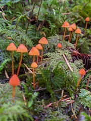 Mycena strobilinoidea