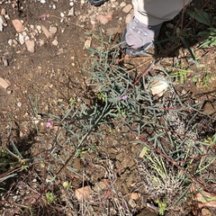 Desmodium arizonicum