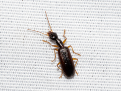 Leptotrachelus dorsalis