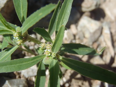 Euphorbia exstipulata