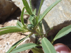 Euphorbia exstipulata