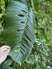 Monstera adansonii