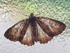 Ascotis fortunata