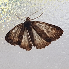 Ascotis fortunata
