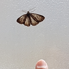 Ascotis fortunata