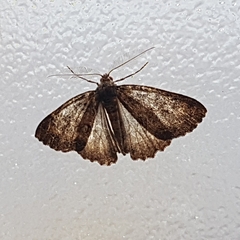 Ascotis fortunata