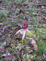 Caladenia clavescens