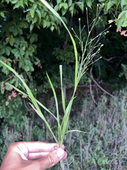 Panicum flexile