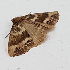 Ascotis fortunata