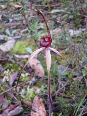 Caladenia clavescens