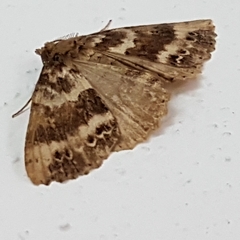 Ascotis fortunata