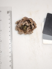 Thelephora americana