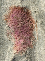 Chondria dasyphylla