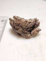 Thelephora americana