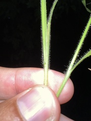 Panicum flexile