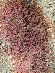 Chondria dasyphylla