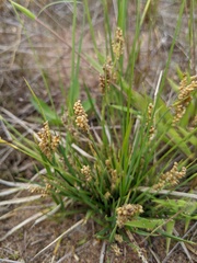 Carex garberi