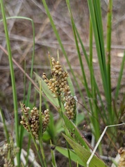 Carex garberi