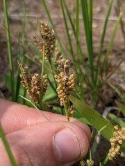 Carex garberi