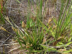 Carex garberi