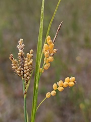 Carex garberi