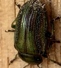 Calomela juncta