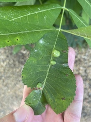 Phylloxera notabilis