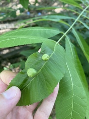 Phylloxera notabilis