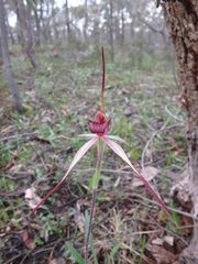 Caladenia clavescens