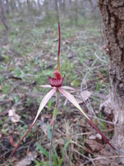 Caladenia clavescens