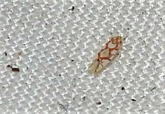 Erythroneura acuticephala