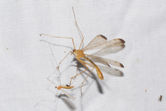 Hylobittacus apicalis