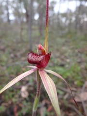 Caladenia clavescens