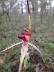 Caladenia clavescens