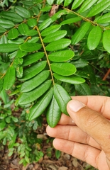 Bowdichia virgilioides