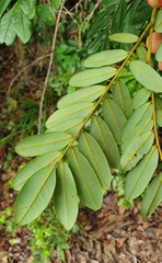 Bowdichia virgilioides