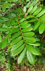 Bowdichia virgilioides