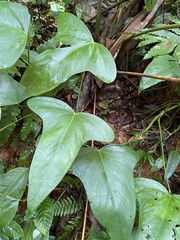 Anthurium subsignatum image