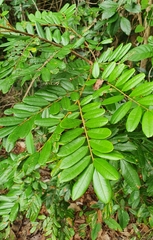 Bowdichia virgilioides