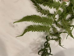 Coryphopteris simulata