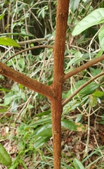 Bowdichia virgilioides