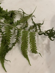 Coryphopteris simulata
